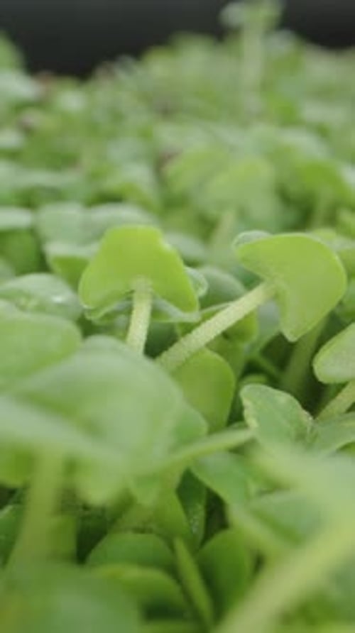 Green Sprouts Close Up