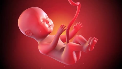 3D gerenderter Fötus im Mutterleib mit Nabelschnur