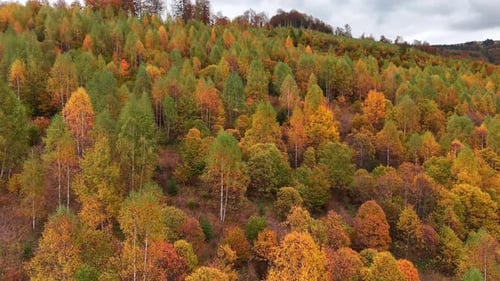 Panoramic Aerial View of a Mountain Hillside Covered in Vibrant Colorful Autumn Forest Trees
