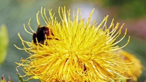 A macro close up shot of a bumble bee on a yellow flower searching for food.