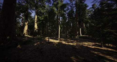 Majestic Forest Bathed in Golden Light at Dawn Reveals Natures Beauty