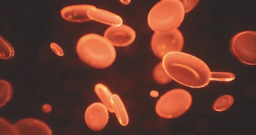 Red Blood Cells Flowing Through the Bloodstream in a Microscopic View