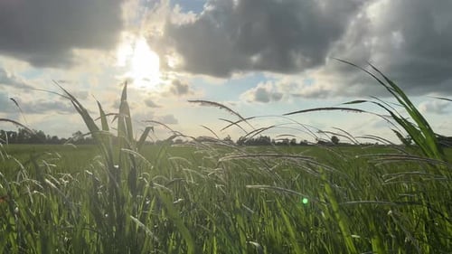 The wind blows the weeds near the rice fields
