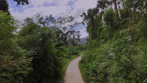 Dirt Road In The Jungle