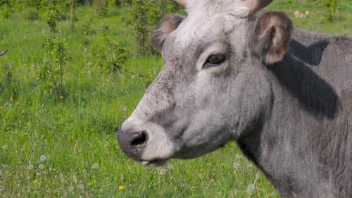 Cow Grazing in the Pasture