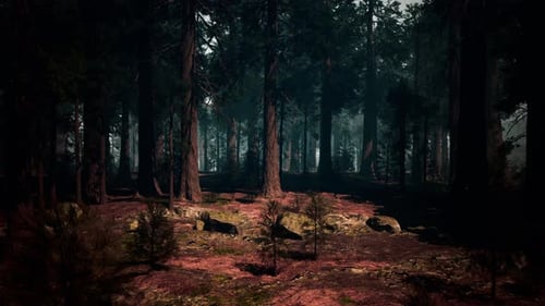 Dense Sequoia Forest A Majestic Collection of Towering Trees