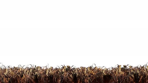 Isolated dry grassfield on white background,alpha channel