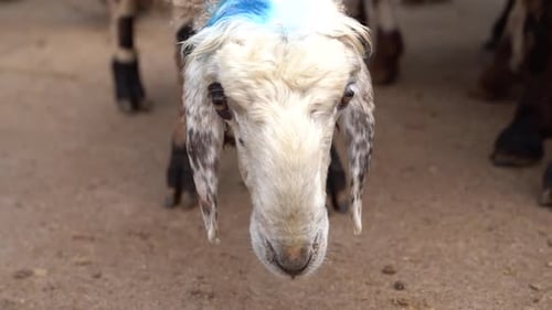 Sheep marked in a farmer's yard 120 F Slow motion