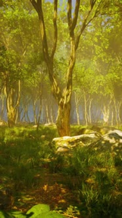 Wilderness Landscape Forest with Trees and Moss on Rocks