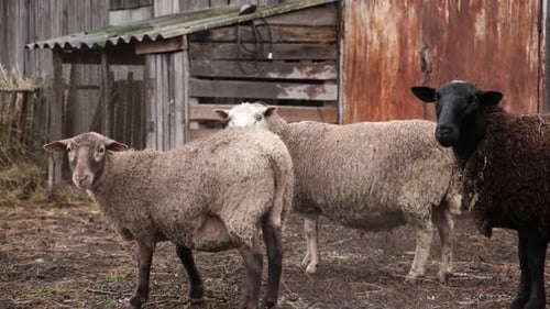 Eine Schafherde weidet friedlich in einer rustikalen Farmumgebung inmitten der Natur Detaillierte Nahaufnahme von