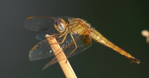 close up on a perched dragonfly, sourhern France