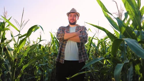 Young Male Farmer in a Hat is Standing in a Corn Field Looking Forward with His Arms Crossed