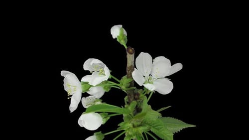 Time-lapse d'une branche de prunier en fleurs avec canal ALPHA