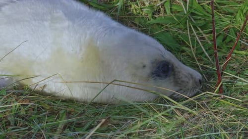 In the Atlantic grey seal breeding season, newborn pups with white fur bond with mothers in the warm