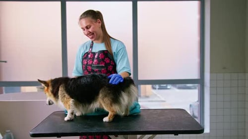 Woman Dries Corgi Dog with Towel on Grooming Table