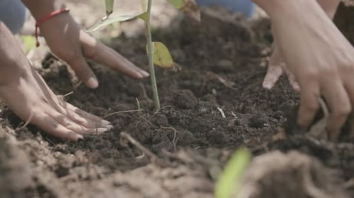 Slow motion close up footage of a planted sapling with hands throwing dirt over the ground.
