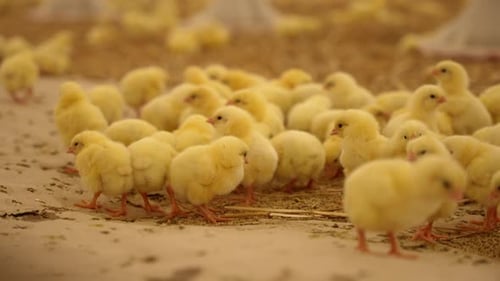 Breeding Chickens on the Farm Poultry Farm