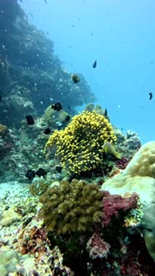 Maldivian Anemonefish Hiding in Sea Anemone Underwater