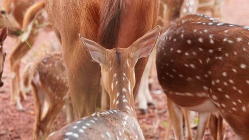 View from the back of the deer herd , Methods of keeping deer inside the zoo , Different types of de