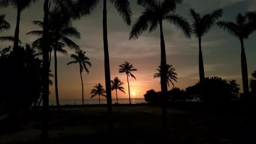 Silhouette of Palm Trees on Beach at Sunset Time