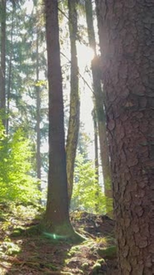 Early Morning Light Shining Through the Trees in a Forest The Natural Forest Sunny Spruce Forest