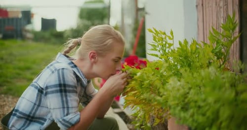 Gardener Smells Fresh Herbs in Pots