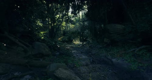 Sunlight Filters Through Lush Canopy in Serene Forest Trail