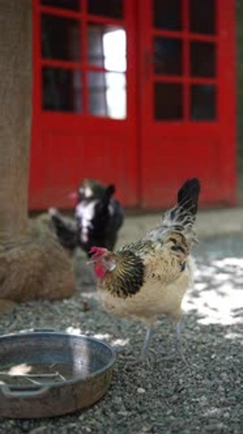 On a Rural Farm a Picturesque Scene Unfolds with Chickens Wandering in Front of a Vibrant Red Door