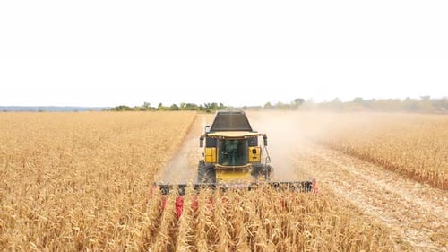 Aerial Shot of Harvester Gathering Corn Crop in Farmland Combine Working on Farm During Harvesting