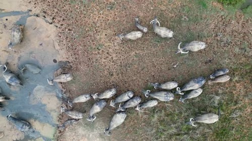 Aerial sliding view look down a group of buffaloes bath