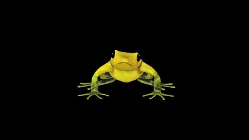 Gold Frog 2