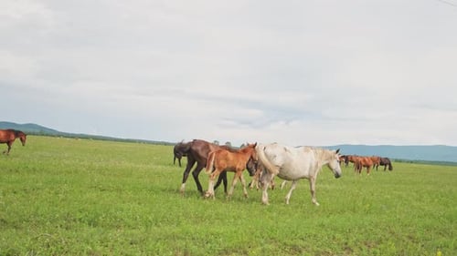 Modern Animal Livestock Horses Grazing in Green Field Grassland Farm Countryside Background Horse in