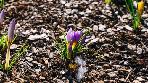 Early spring timelapse close up of crocus flower blooming through melting snow in a sunny day. Thaw