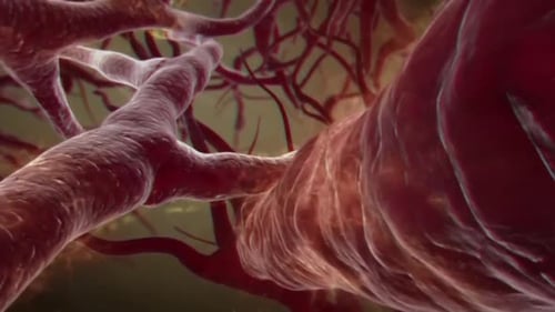 Close-up of blood vessels in human body