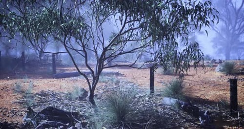 Misty Forest Landscape with Eucalyptus Trees and Red Soil in Early Morning