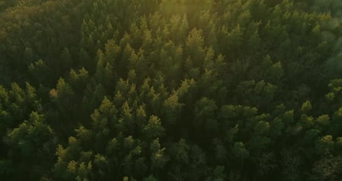 Aerial View Autumn Forest Drone Flyover Brown Trees