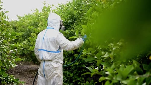 Person Spraying Trees in Orchard with Protective Suit