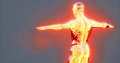 Futuristic Glowing Human Anatomy 3D Scan Animation