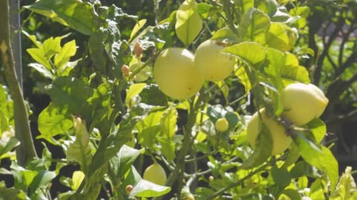 A Lemon Tree Branch with some Lemons swaying in the wind