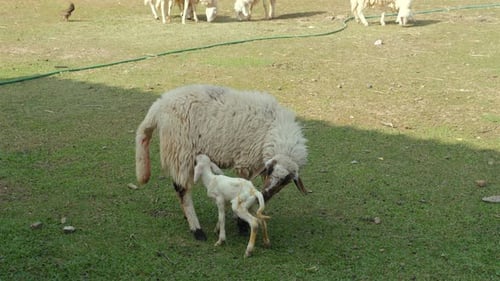 Moutons paissant dans un pâturage herbeux avec un agneau nouveau-né à ses côtés