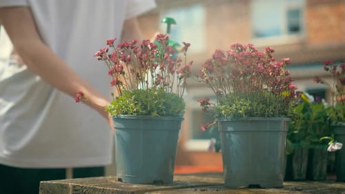 Person Watering Potted Plants in the Summer Sun