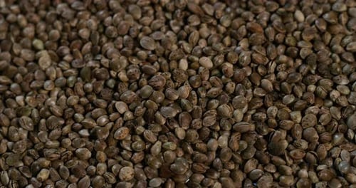 Slow motion macro close up of heap of hemp seeds of biological and ecological hemp plant use for p