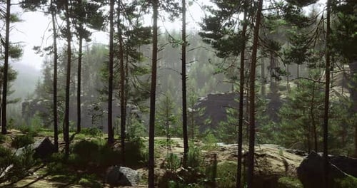 Sunlight Pours Through Tall Trees in a Serene Forest