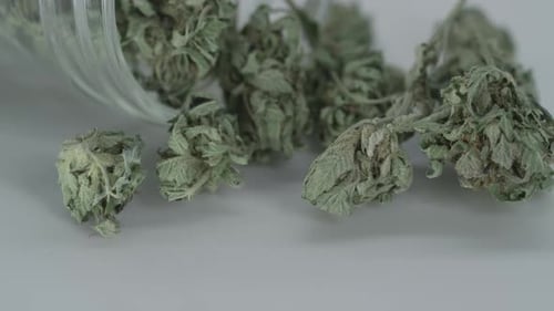 Spinning marijuana cannabis on white background