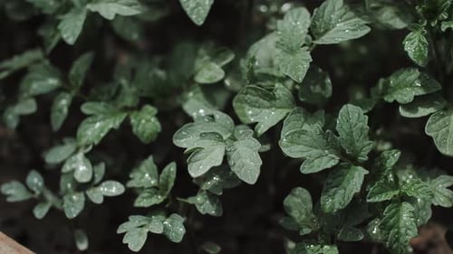 Macro Closeup of Healthy Green Seedlings with Fresh Water Droplets in Resolution