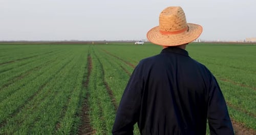 Senior farmer walking in green wheat field.