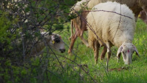 Sheep Grazing Freely In Nature 22