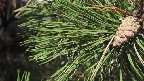 Pine Cone with Needles on a Sunny Day