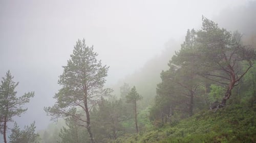 Pine Trees In The Mountain On A Foggy And Cold Morning. - panning