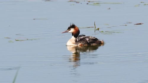 Great Crested Grebe Bird And Its Cubs